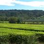Tea Tree Estate