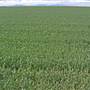 Narrabri