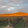 Mudgee Area Vineyards