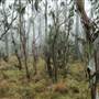 New England National Park