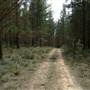 Newnes State Forest