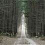 Newnes State Forest