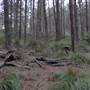 Newnes State Forest