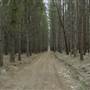 Newnes State Forest