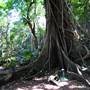 Mount Keira Scout Camp File 1