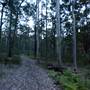 Murphy's Glen campground - Blue Mountains National Park