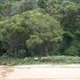 Portuguese Beach