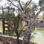 Wilcannia