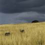 Uralla