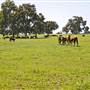 Walcha