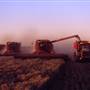 Wheat Crops - North West NSW
