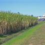 Sugar Cane Fields, Condong