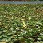 Clarrie Hall Dam