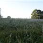 Tweed Valley 1 of 2