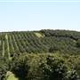 Zentveld's Coffee Plantation