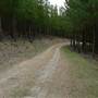 Sunny Corner State Forest