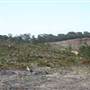 Penrose State Forest - Southern Highlands