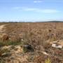 Penrose State Forest - Southern Highlands