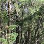 Robertson - Southern Highlands