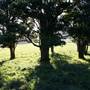 Robertson - Southern Highlands