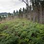 Snowy Mountains - Semi-Dry Steppes