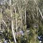 Thredbo