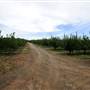 Wilgro Orchard