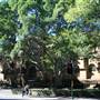 Sydney CBD - Macquarie Street