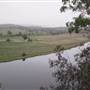Taree