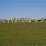 Taree