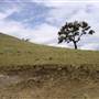 Road from Coolah Tops to Coolah