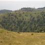 Road from Coolah Tops to Coolah