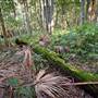 Red Cedar Flat picnic area