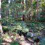 Red Cedar Flat picnic area