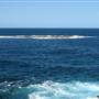 Wedding Cake Island - Coogee Beach
