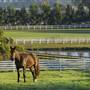 Private Horse Stud - Agnes Banks