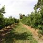 Watkins Orchard (Mandarin & Cumquat)