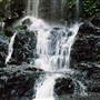 Tristania Falls - Dorrigo National Park
