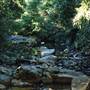 Way Way State Forest