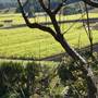 Mullumbimby Area