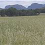Baradine to Coonabarabran road