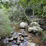 Minnamurra Rainforest Walk