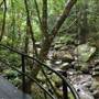 Minnamurra Rainforest Walk