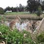 Lake Illawarra North-Budjong Creek Wetland
