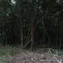 Narrabeen