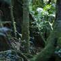 Nimbin