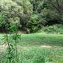 Private Properties - Bamboo, Jungle, Exotic, Forest