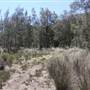 Bushland Creek