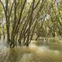 Georges River