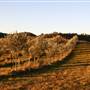 Hopeful Ranch Olive Farm File 1